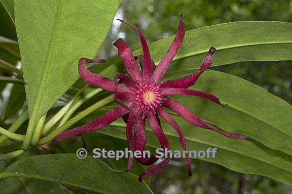 illicium floridanum 3 graphic